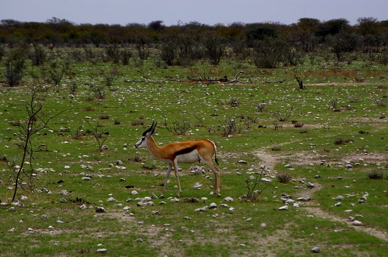 621 Namibia Okt 2006 .JPG